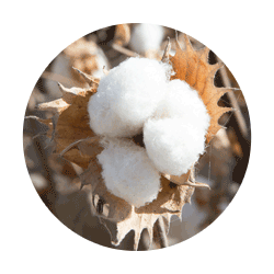 People picking cotton